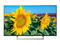 Телевизори Sony KD-43XF8096